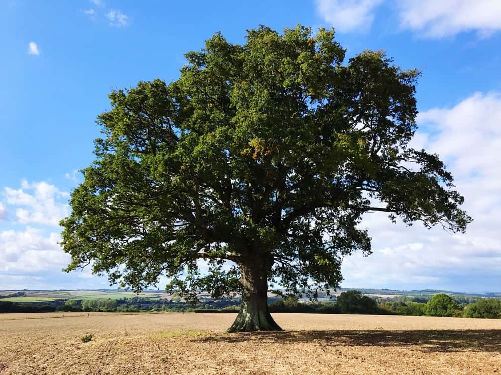 An old oak standing alone in a field