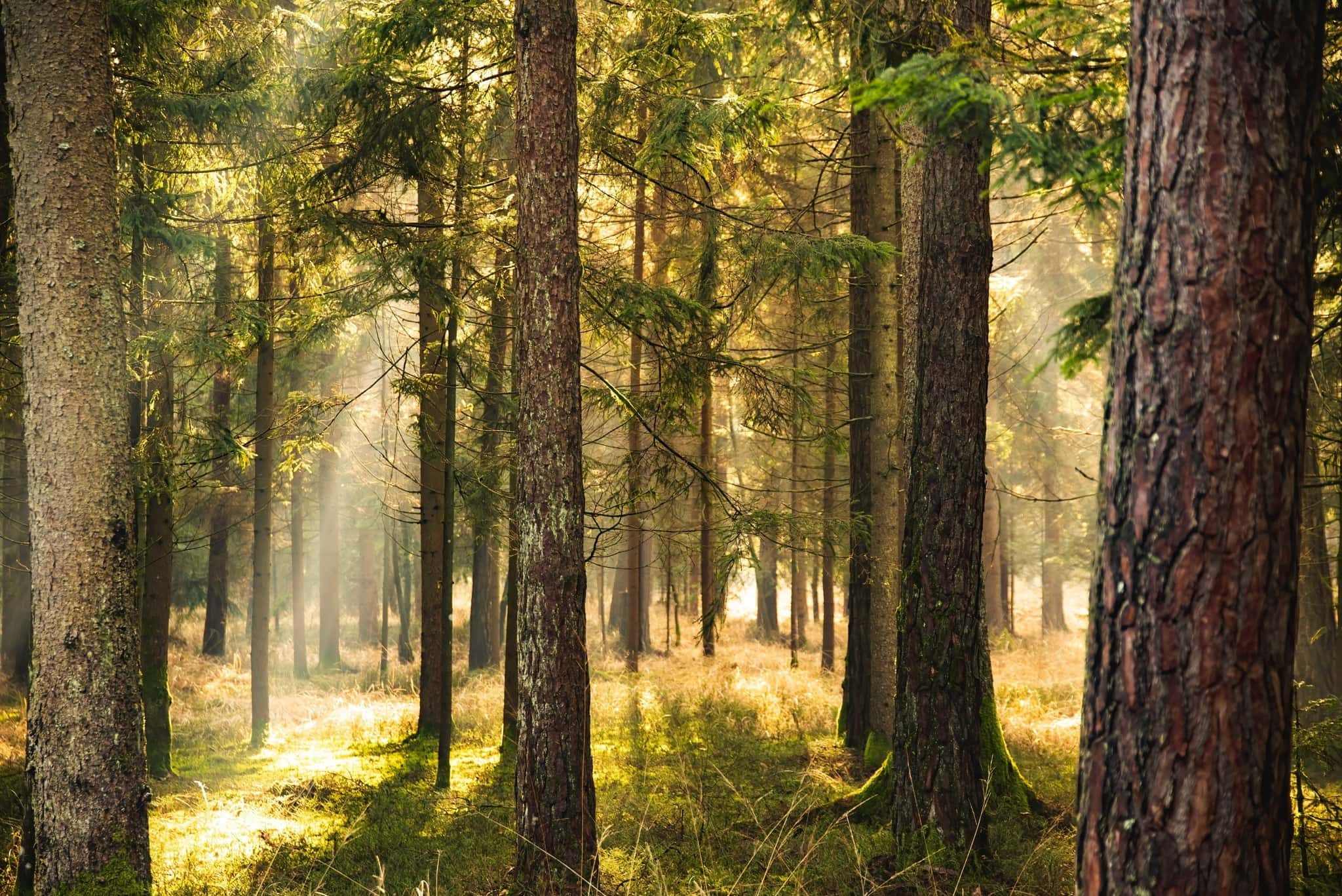 Sunlight through a forest